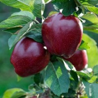 Саджанці яблунь сорт Ред Чіф