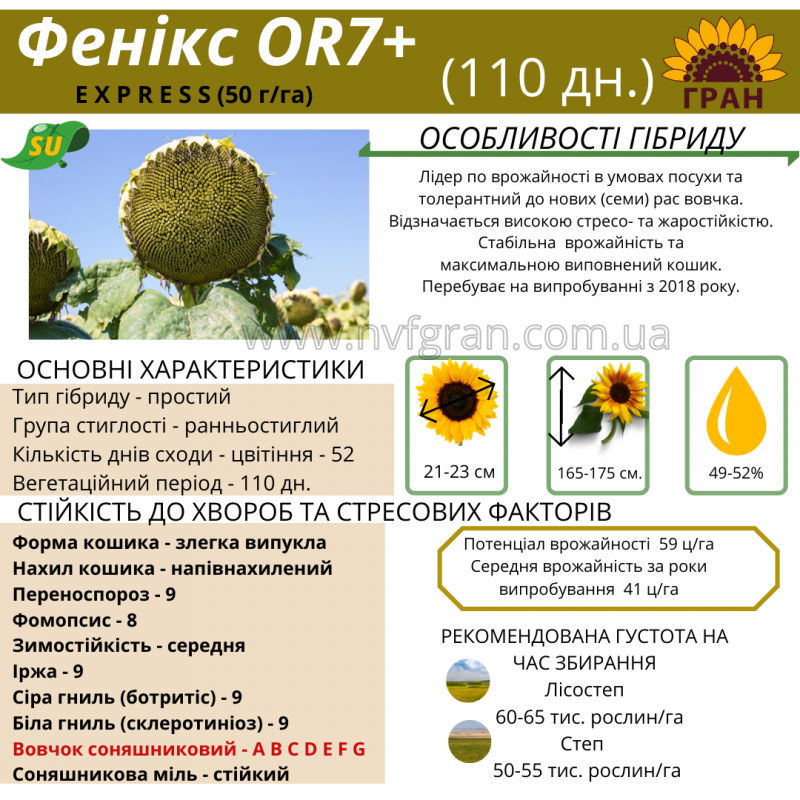 Фото 2. Гібрид соняшника стійкий до посухи - ФЕНІКС OR7+, НОВИНКА на ринку україни