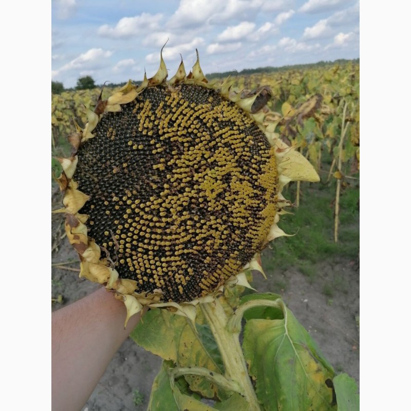 Фото 5. Гібрид соняшника стійкий до посухи - ФЕНІКС OR7+, НОВИНКА на ринку україни