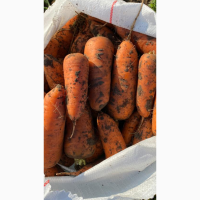 Продам товарную морковь сорт Абака