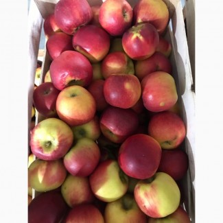 Продам яблоки разных сортов, холодильное хранение и квашені помідори