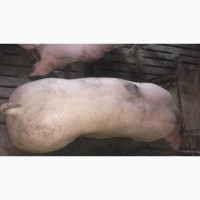 Продам свиней бекон