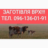 Куплю худобу у Вінницькій, Хмельницькій, Житомирській, Черкаській областях
