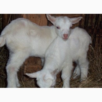 Продам козлят от молочных коз