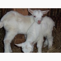 Продам козлят от молочных коз