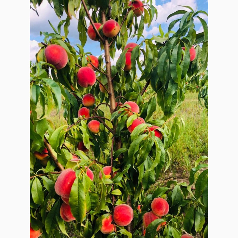 Фото 4. Оптовий продаж персиків з саду без посередників