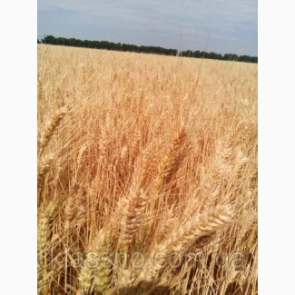 Купуємо пшеницю фуражну також 3клас, по Украине Кількість від 20 тонн. Наличные