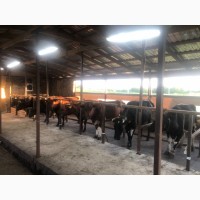 Продам ферму молочную с ВРХ