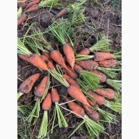 Продам морковь на переработку