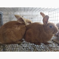 Кролики Бургундской породы