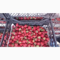 Продам ягоды клубники с поля