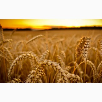 Насіння озимої пшениці ШПАЛІВКА