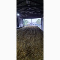Продажа СОЯ ГМО от агрария с элеватора, Житомирская область
