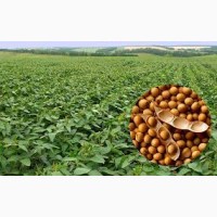 Продажа Кукуруза, Подсолнух, Отходы зерновых от агрария с элеватора, Житомирская область