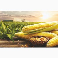 Продажа Кукуруза, Подсолнух, Отходы зерновых от агрария с элеватора, Житомирская область