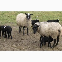 Продам овечок Романівської породи
