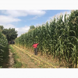 Продам насіння кукурудзи ГМО ( Канада)