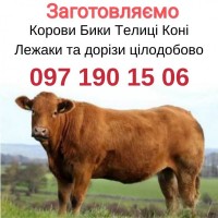 Заготовляємо ВРХ (корови, бички, ВЕЛИКІ БИКИ) у Вінницькій ... 