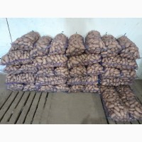 Продаж картоплі урожаю 2023