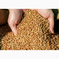 Продам фуражну пшеницю