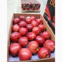 Apple, Peach, nectar, persimmon, pomegranate, Citrus