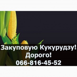 Пропоную найвищі ціни за кукурудзу 2024 року урожаю