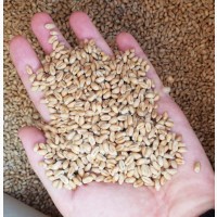 Закупляємо пшеницю ( 2/3/4 клас) Чернігівська область