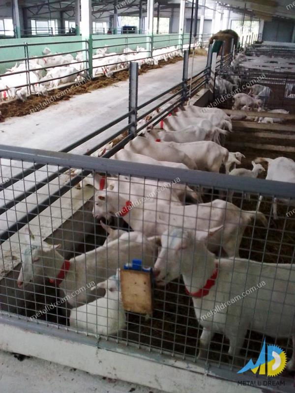 Фото 3. Стійлове обладнання для утримання кіз та овець