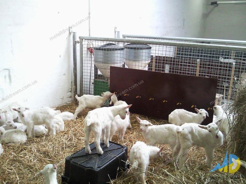 Фото 8. Стійлове обладнання для утримання кіз та овець