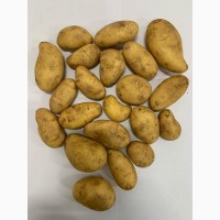 Продам молоду картоплю