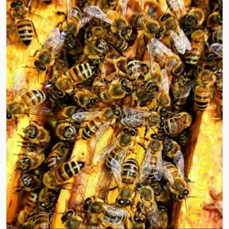 Срочно продам бджолопакети цей