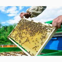 Продам пчёлы-пакеты оптом
