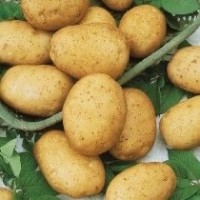 Закуповуємо картоплю оптом по всій Україні потрібен об#039;єм від 20 тон