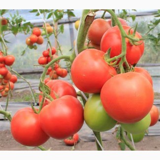 Куплю томат оптом від 20 тонн на переробку