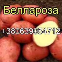 З 3 вересня агропідприємство починає продаж насіннєвої картоплі сорту Беллароза