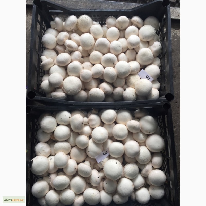 Фото 5. Продаю грибы шампиньоны со своего производства