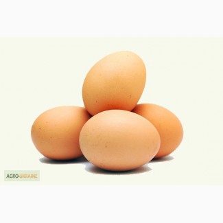 Продам яйцо куриное оптом С2