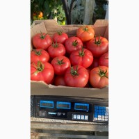 Продам помидоры тепличные, помидоры оптом, купить помидоры оптом
