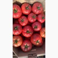Продам помидоры тепличные, помидоры оптом, купить помидоры оптом