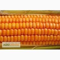 Семена кукурузы венгерской селекции МВ 355 ФАО 340