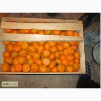 Продается грузински мандарин оптом в красноармейск все вопрос звоните на номер 095 207 37