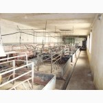 Продам комплекс по выращиванию свиней