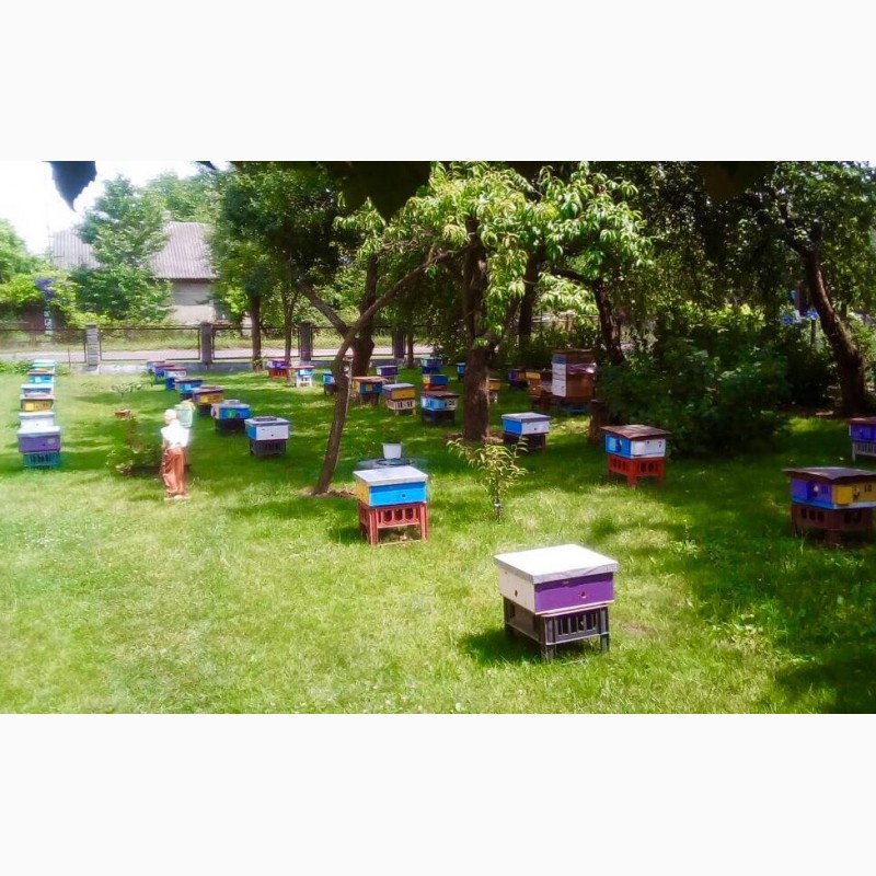 Фото 2. Бджоломатки Карпатка - пчеломатки Карпатка
