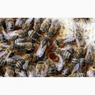 Бджоломатки Карпатка - пчеломатки Карпатка