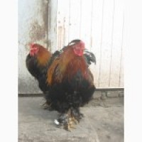 Домашние цыплята мясо-яичных пород