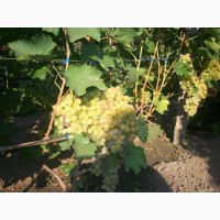 Продам виноград столових сортов Анюта Лівія Софія Преопраженіе Рембо Байконур
