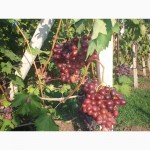 Продам виноград столових сортов Анюта Лівія Софія Преопраженіе Рембо Байконур