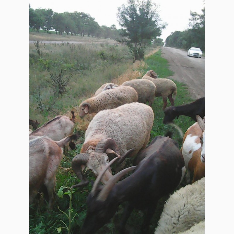 Фото 2. Продам баранину.овечью и козью брынзу