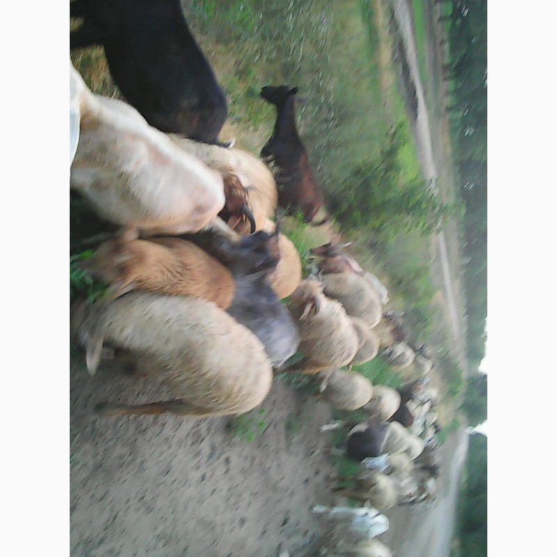 Фото 3. Продам баранину.овечью и козью брынзу