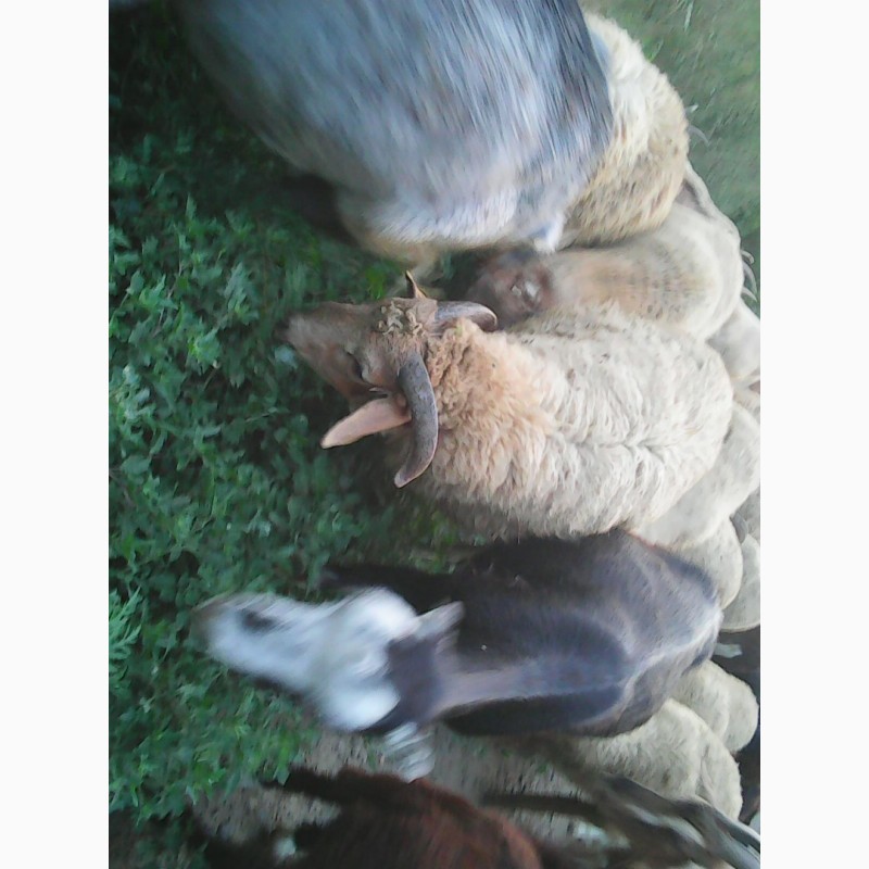 Фото 4. Продам баранину.овечью и козью брынзу